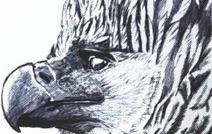 おうぎわし - 【イベント】可能性アートプロジェクト 2022