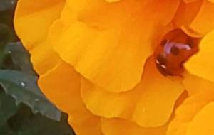 おはよう - 林田きよし