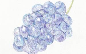 採れたてぶどう - くみぱんつ