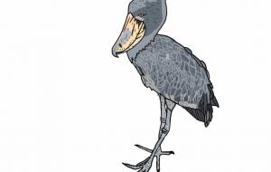 ハシビロコウ - YU