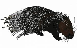 アフリカタテガミヤマアラシ - YU