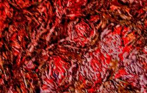 ばら - 久保田 俊