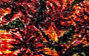 なんだかわからないはな - 久保田 俊