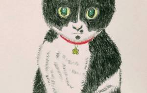 ハチワレ猫 - かいこ