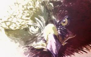 鷲 - 【イベント】可能性アートプロジェクト 2022