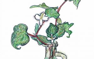 深緑の葉と白色のドクダミの花 - 【イベント】可能性アートプロジェクト 2022 