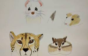 オコジョ、チーター、シマリス、モルモット - SAYAKA