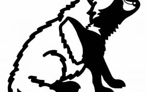 ホンドタヌキ - 【イベント】可能性アートプロジェクト 2022