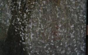 f50号、しだれ - 久保田 俊