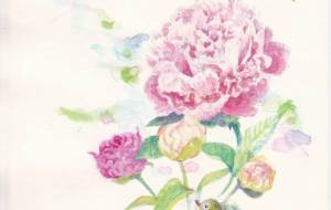 芍薬とルリビタキ - 広田早苗