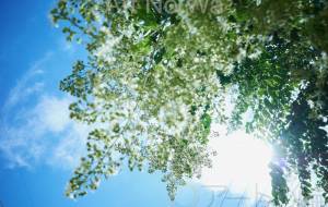 樹木 - 田中ハル