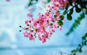 百日紅 - 田中ハル