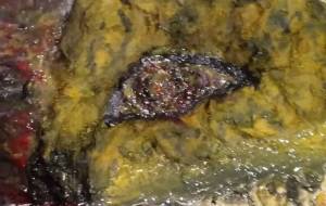 トラ? - 久保田 俊