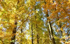 黄色の世界 - とん