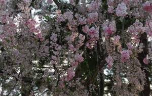 枝垂れ桜 - しー 