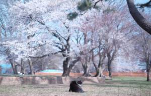春と猫 - 田中ハル 