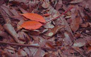 落ち葉の朱 - とん
