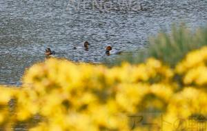 花と水鳥 - とん