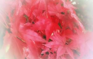 もみじ - ミューズめぐみ