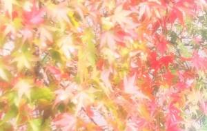 もみじのグラデーション - ミューズめぐみ