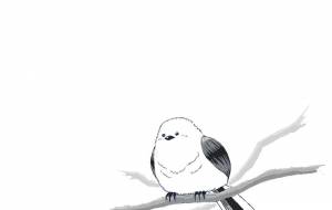 シマエナガ - タイキ