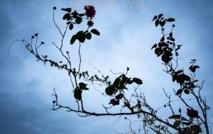 薔薇とその陰影 - 田中ハル 