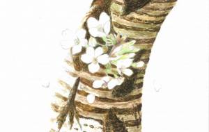 桜の枯樹 - 【イベント】可能性アートプロジェクト 2022