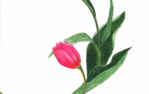 チューリップ - 【イベント】可能性アートプロジェクト 2022