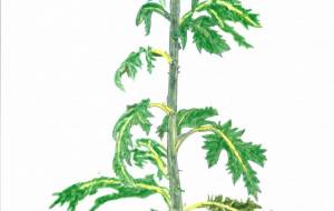 菊 - 【イベント】可能性アートプロジェクト 2022