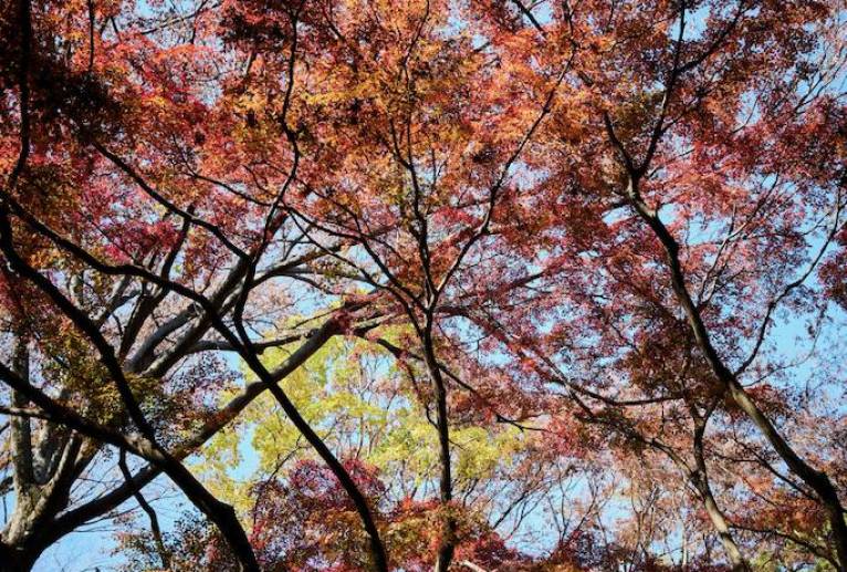 紅葉 - 田中ハル 