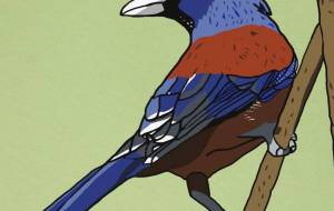 ルリカカス - YU