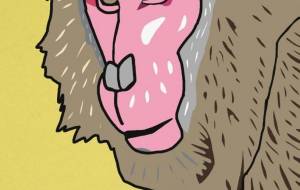 ニホンザル - YU