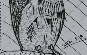 カワセミ - 橋本暁史