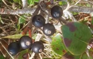 みつかった - 林田きよし