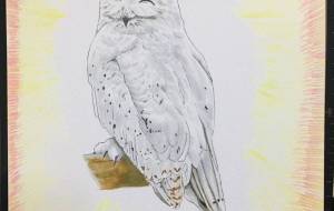 にっこりふくろう - アサヰ