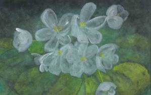 山荷葉 - Hanaba Iro