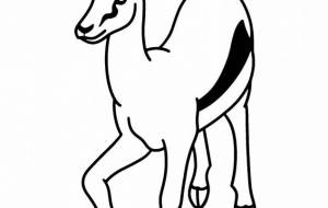 トムソンガゼル - シマハイエナ