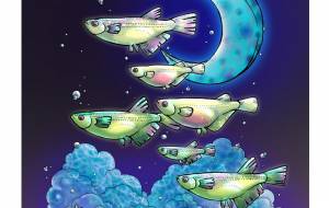 メダカ砂漠 - とりちゃん。