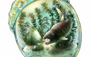 どんぐリウム - とりちゃん。