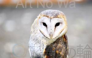 ハートフェイス - 【イベント】生命保険会社様の社内ポスター3モチーフコンペ