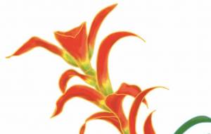 グズマニア - 草地美波