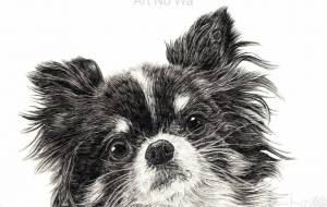 2020年のチワワ - 山田貴裕