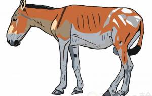 モウコノロバ - YU