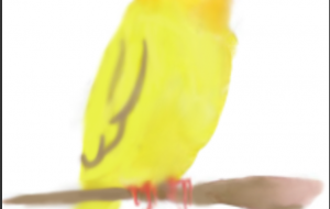 オカメインコ - しずく