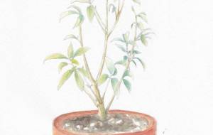 金木犀 - 草地美波