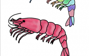 カラフルと普通のエビ - しずく