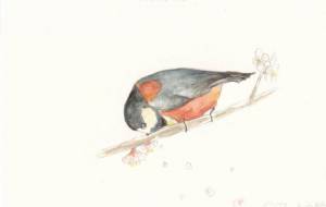 うめとヤマガラ - 草地美波