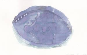 アバロン貝 - 空飛ぶクジラ