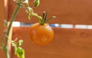 戦友 - おおた まめ