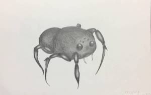 幻覚蜘蛛 - 中原涼